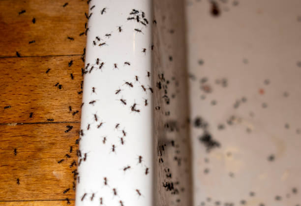 Best Pest Removal Services  in Mcpherson, KS