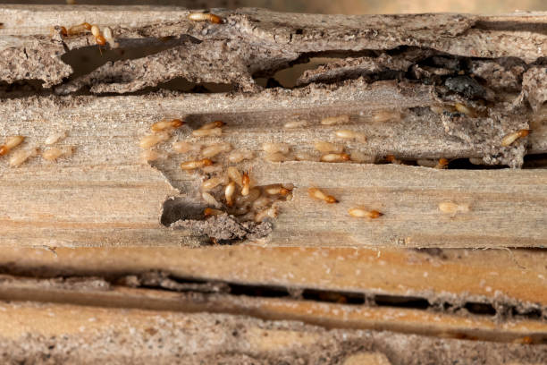 Best Pest Control Near Me  in Mcpherson, KS